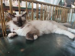 -喵喵咪呀布偶猫咖(春熙路店)