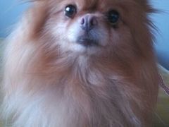 android_upload_pic-爱宠屋pet shop·宠物洗澡·宠物美容