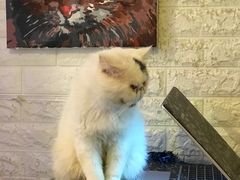 -平行世界·猫咖(首经贸店)