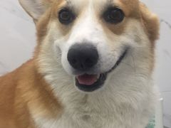 -伟伟宠物医院·CT影像中心·瑞派犬猫综合性门诊(汉口总院)