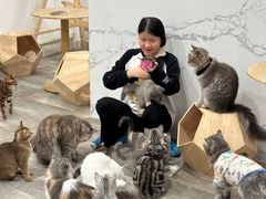 -楼上猫咖(罗湖店)