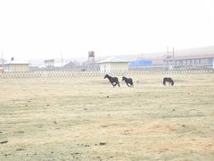 -山丹皇家马场