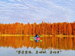 -上海海湾国家森林公园