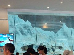 -帝企鹅自助餐厅•儿童岛•真企鹅(长隆企鹅酒店)