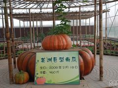 -观光南瓜园
