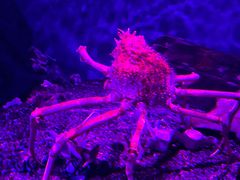 -瑞普利水族馆