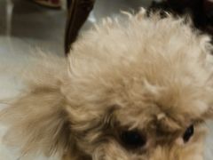 -宠颐生猫科·内科皮肤科(西平世纪城店)