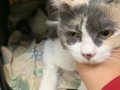 -美联众合动物医院·24h京西诊疗中心