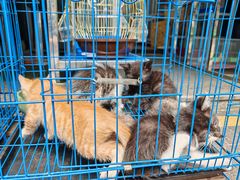 -青石桥花鸟鱼虫市场(叠翠城店)