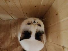 -猫色咖啡·猫咖