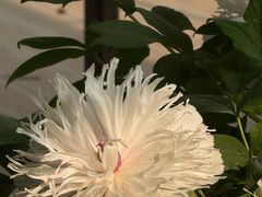 -洛阳市隋唐城遗址植物园