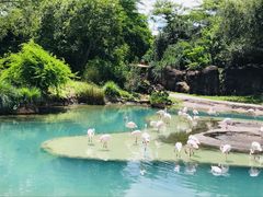 -奥兰多迪士尼动物王国乐园