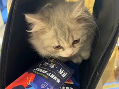 -欣宠猫屋·矮脚拿破仑·蓝金金渐层