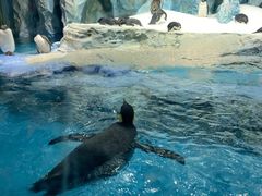 -帝企鹅自助餐厅•儿童岛•真企鹅(长隆企鹅酒店)