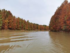 -上海海湾国家森林公园