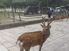 -奈良公园