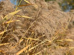 -野鸭湖国家湿地公园
