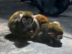 -西安秦岭野生动物园