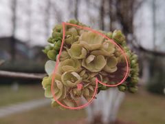 -西北湖绿化广场