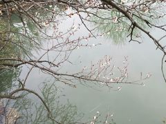 -香雪海