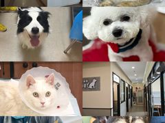 -爱派特动物医院·全科诊疗中心