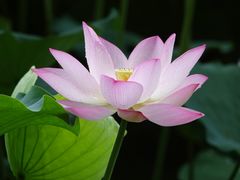 景点-荔湾湖公园