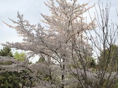 -西安青龙寺遗址景区