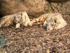 -北京野生动物园