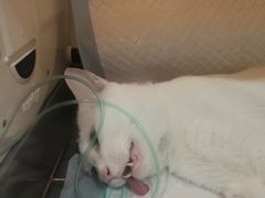 -瑞派名望志远动物医院·猫科·內科·异宠专科(直港大道店)