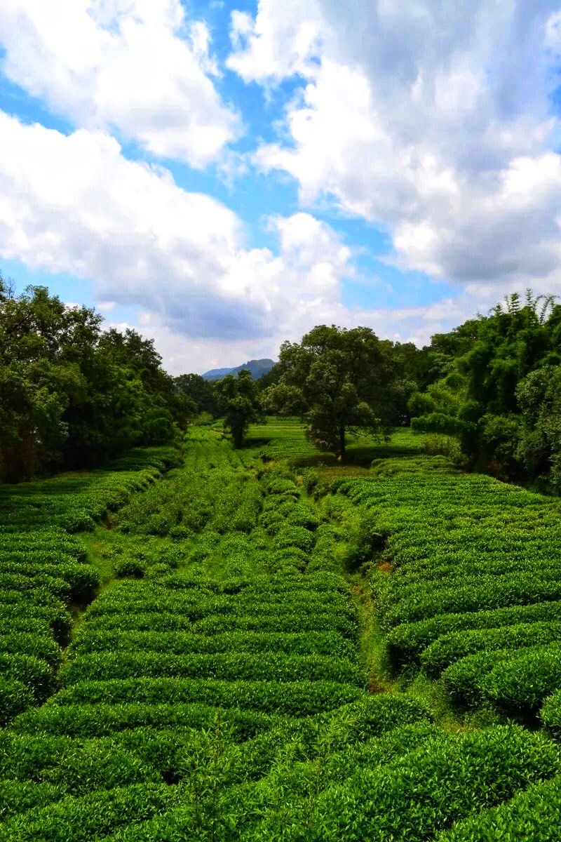【记50】武夷山旁还有一座龙井山,小众好玩别错过