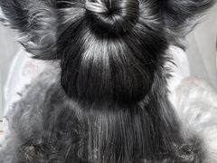 -北京派仕佳德动物医院·超导核磁·CT·神经科·骨科·内外科·急重症管理中心