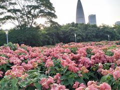 -深圳人才公园
