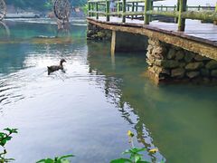 -靖西鹅泉风景区