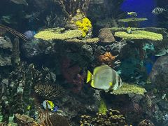 -瑞普利水族馆