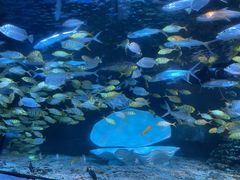 -太平洋海底世界