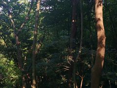 -上海佘山国家森林公园天马山园