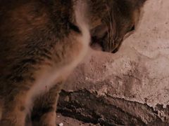 -荔康动物医院(康王北路店)