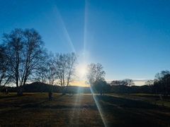 -乌兰布统景区-白桦林