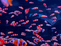 -海合安成都极地海洋公园