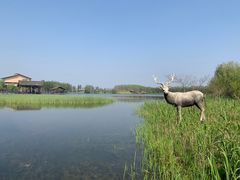 -溱湖国家湿地公园