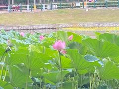 -平房公园