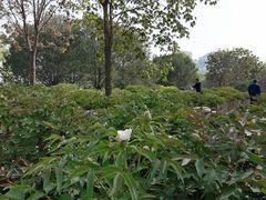 -莲花池公园