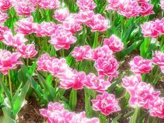 -洛阳郁金香牡丹园