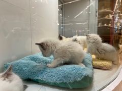 -1013 PET SHOP精品宠物商店(丁香店)