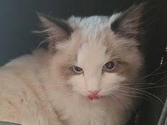 -御宝贝·A梦猫科宠物医院(国际猫友好医院)