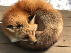 -宫城藏王狐狸村