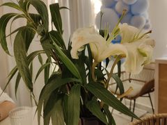 -春树下·树屋花房西餐厅(罍街AS1980店)