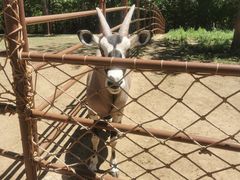 -大连森林动物园