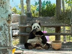-西霞口神雕山野生动物世界
