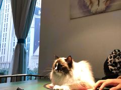 -喵喵咪呀布偶猫咖(春熙路店)